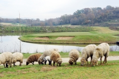 6 dicembre 2016 - Terre dei Consoli Golf Club (Gara degli auguri SGL)